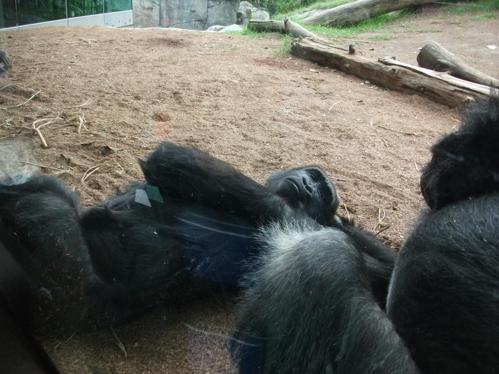 zoo photo: Gorillas DSCF0491_zps28d4e59b.jpg