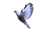 dove animated photo: animated dove doveRIGHT.gif
