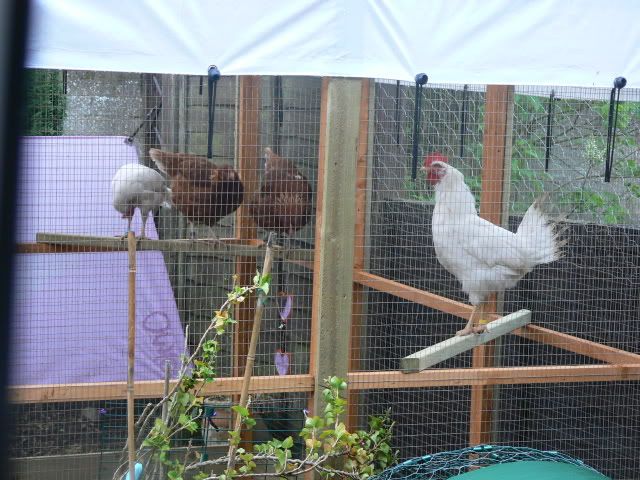 CHICKENS387.jpg