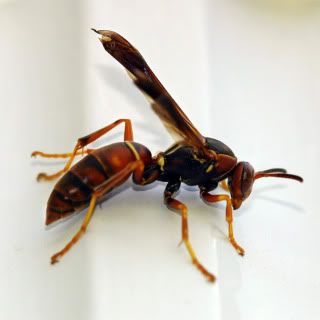 wasp Pictures, Images and Photos