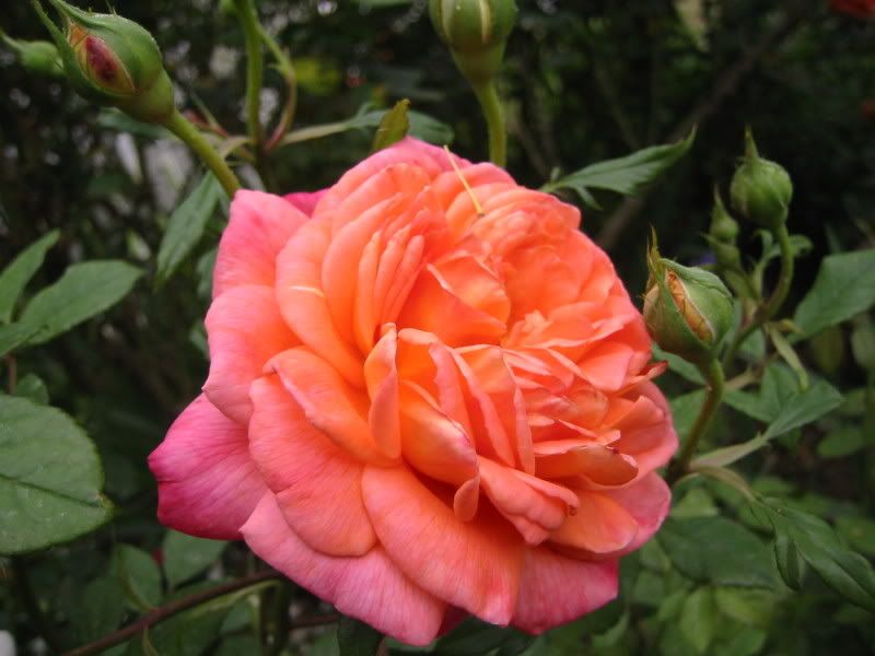 Long blooming climbing rose