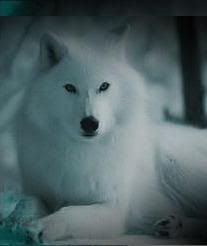 whitewolf Avatar