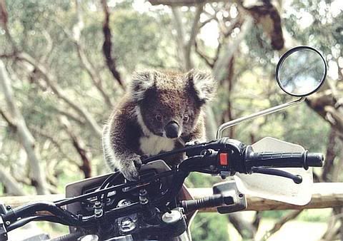 Koalacapeotway.jpg