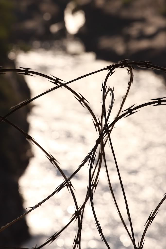 IMAGE: http://i87.photobucket.com/albums/k135/dr_devious/IMG_1668.jpg