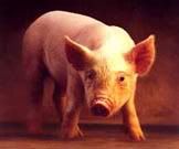 pig Pictures, Images and Photos