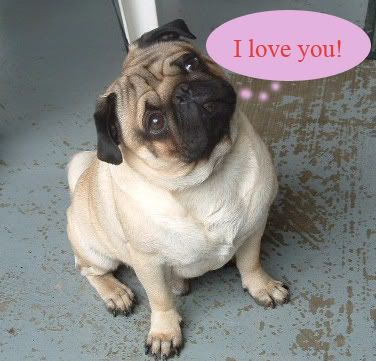 pug i love you cartoon