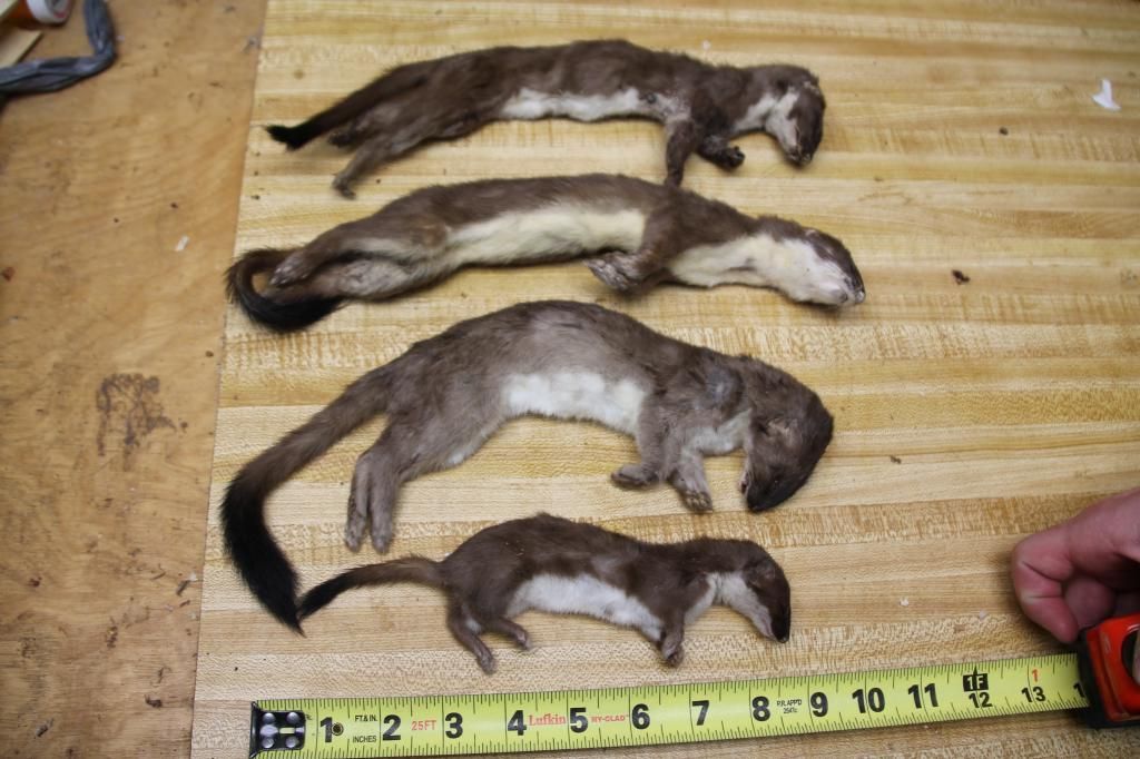 Weasel for saleall white soldlargest brown weasel sold