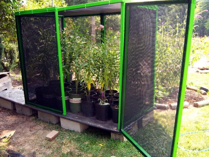 Monarch Caterpillar Cage Photo by yomamab_1956 Photobucket