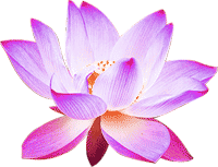 purple lotus Pictures, Images and Photos