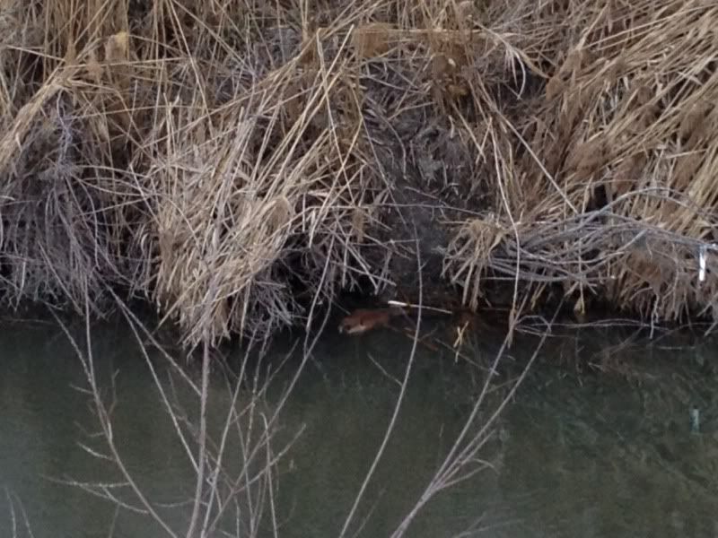 Jordan river Utah Wildlife Network