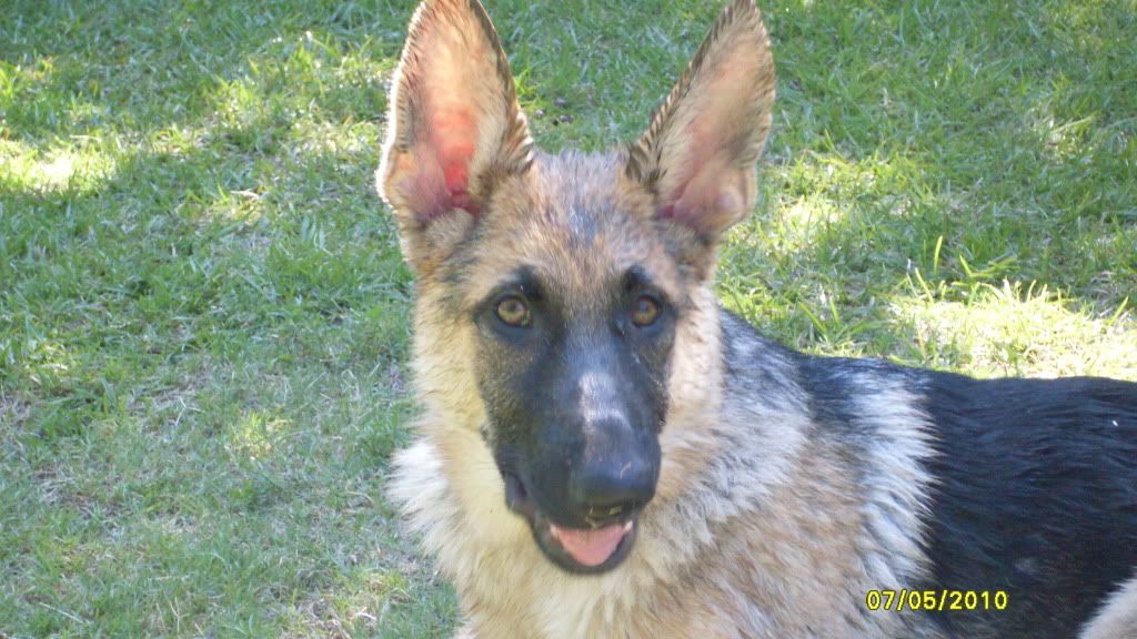 IMAGE: http://i87.photobucket.com/albums/k144/jetta-the-hut/Ava002.jpg