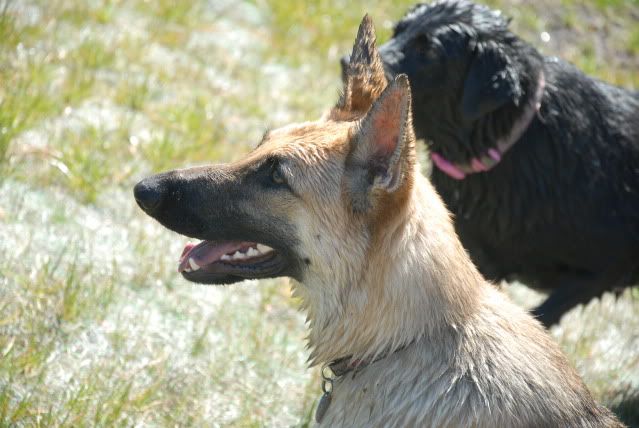 IMAGE: http://i87.photobucket.com/albums/k144/jetta-the-hut/DSC_0453.jpg