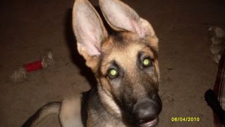 IMAGE: http://i87.photobucket.com/albums/k144/jetta-the-hut/Decorated%20images/SDC11360.jpg