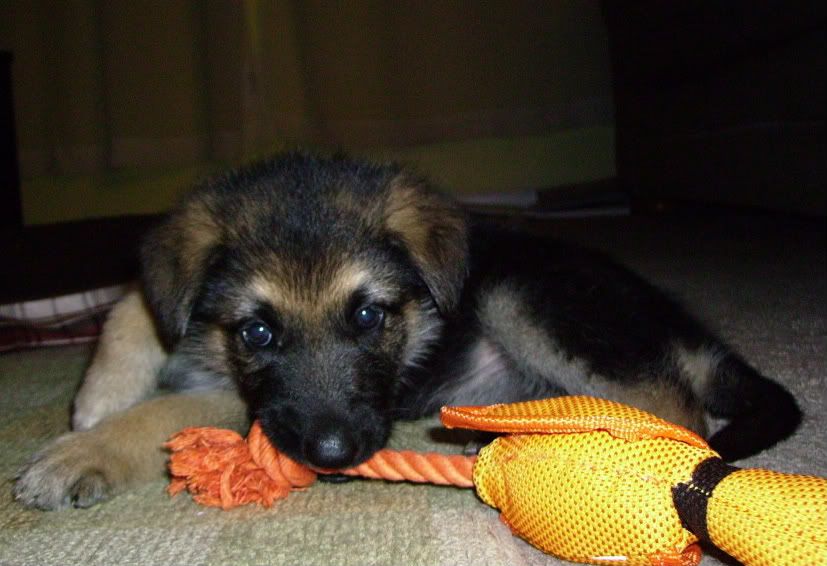 IMAGE: http://i87.photobucket.com/albums/k144/jetta-the-hut/IMGP0071.jpg