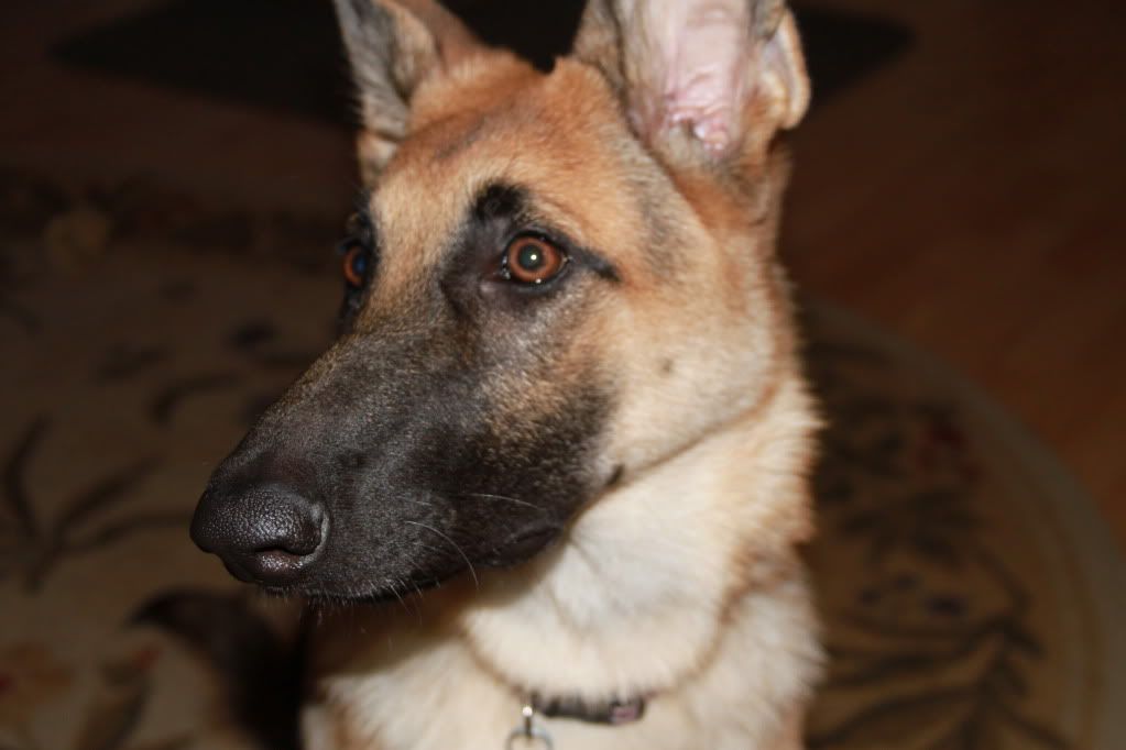 IMAGE: http://i87.photobucket.com/albums/k144/jetta-the-hut/IMG_4117.jpg