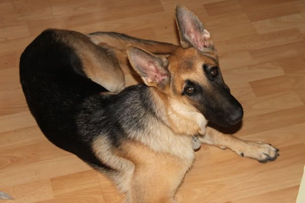 IMAGE: http://i87.photobucket.com/albums/k144/jetta-the-hut/IMG_4140.jpg