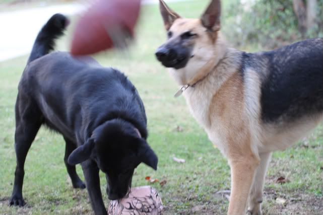 IMAGE: http://i87.photobucket.com/albums/k144/jetta-the-hut/IMG_4650-1.jpg