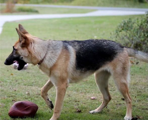 IMAGE: http://i87.photobucket.com/albums/k144/jetta-the-hut/IMG_4673.jpg