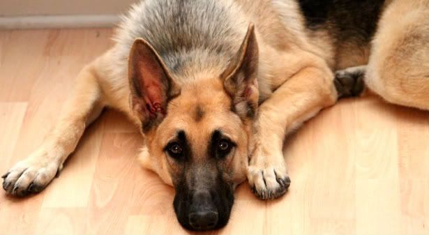 IMAGE: http://i87.photobucket.com/albums/k144/jetta-the-hut/IMG_4955-1.jpg