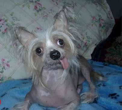 ugly dog Pictures, Images and Photos