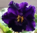 Lyon's Plum Pudding photo lyonsplumpudding.jpg