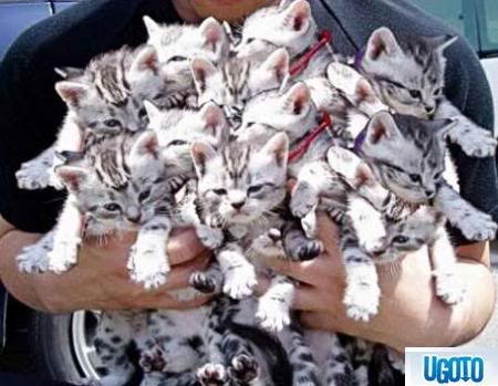 large-litter-of-kittens-aw-bff.jpg