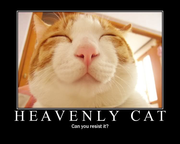 cat heaven photo: heaven cat 1154231080577.jpg