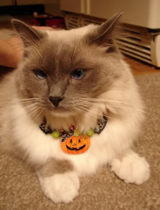 The Pumpkin Necklace Ollie-Poo Made! Pictures, Images and Photos