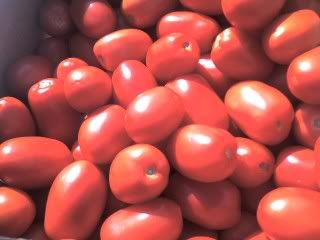 fresh roma tomatoes