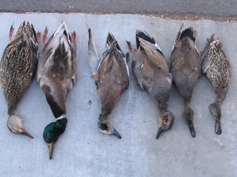 Pictures from this season so far Duck Hunting Forum