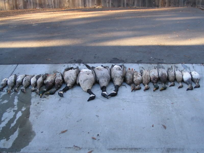 Pictures from this season so far Duck Hunting Forum