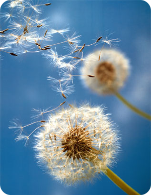 dandelions Pictures, Images and Photos