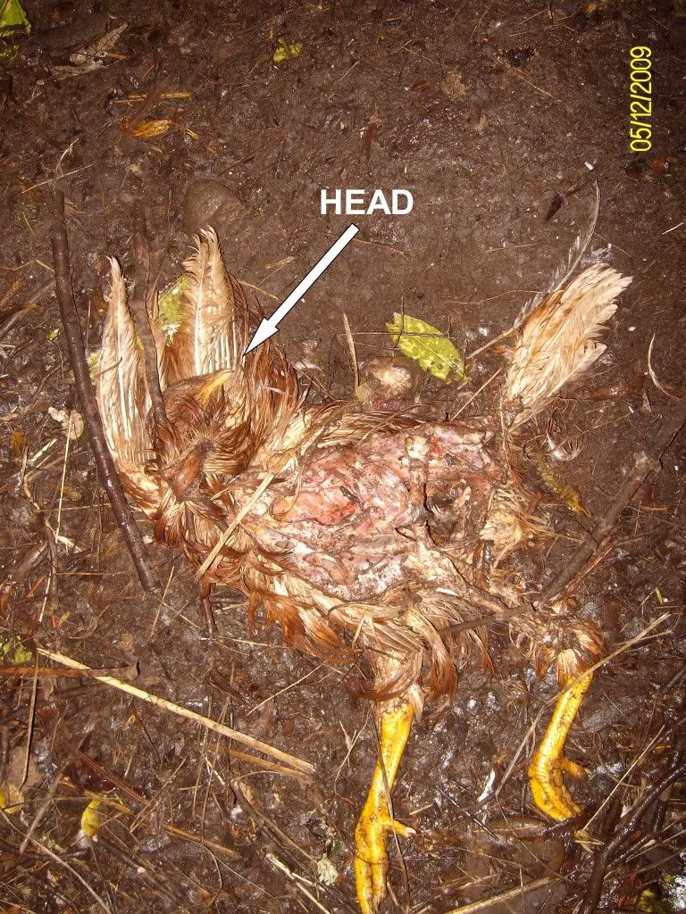 dead chicken image