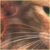 Squirrelflight_Ww Avatar