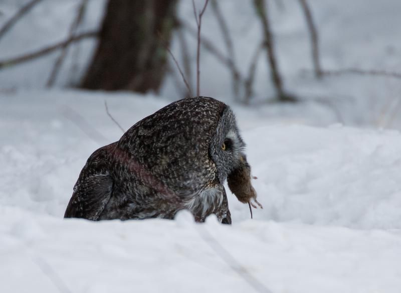 IMAGE: http://i87.photobucket.com/albums/k155/jrquist/TastyTreat_zpsd21399cf.jpg