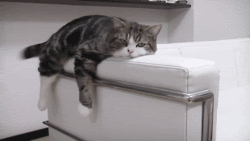 lazycat1.gif