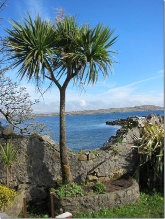  photo Ireland-Palm-Tree_thumb_zpswb7e8jqr.jpg