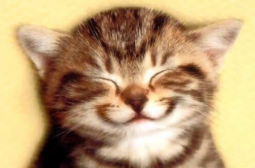 Smiling cat Pictures, Images and Photos