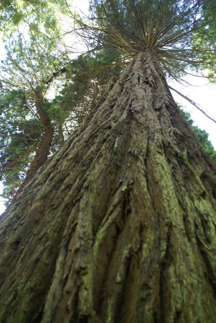 Día 4 SFO .- Golden Gate, Sequoias y a comer a Sausalito - Lejano Oeste... (21)