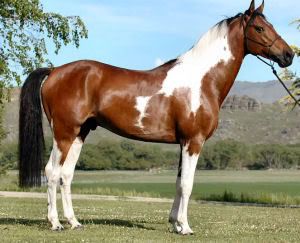 Pinto Horse Breed
