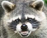 Hermann Goering Raccoon cap photo: raccoon thraccoon-by-nal_miama-at-flickr-27.jpg