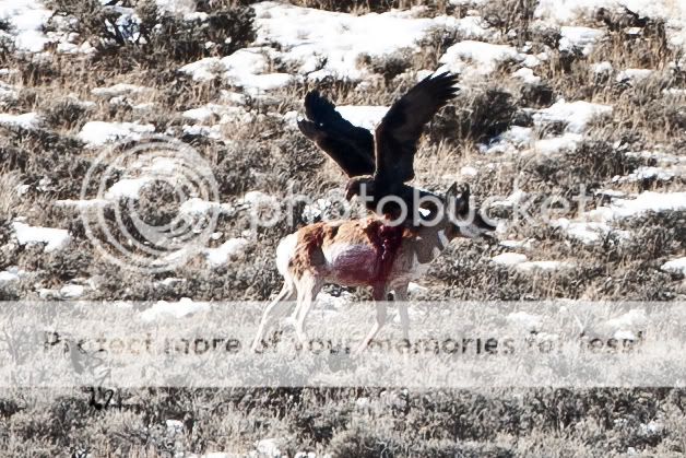 Eagle Vs Pronghorn Photos 24hourcampfire