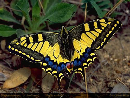 http://i87.photobucket.com/albums/k133/TWEETYBIRDLOJ/machaon.jpg