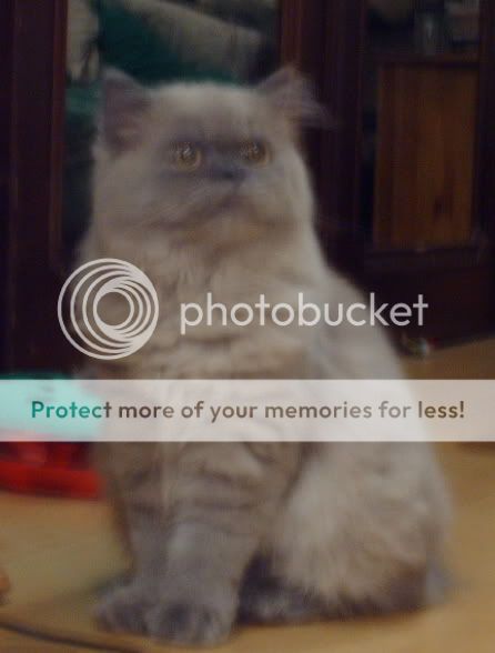 Photo Sharing and Video Hosting at Photobucket