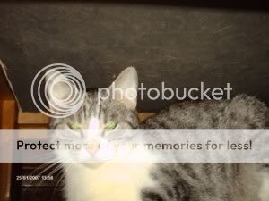 Photo Sharing and Video Hosting at Photobucket