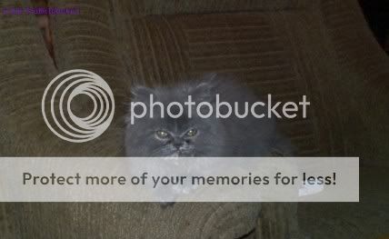 Photo Sharing and Video Hosting at Photobucket